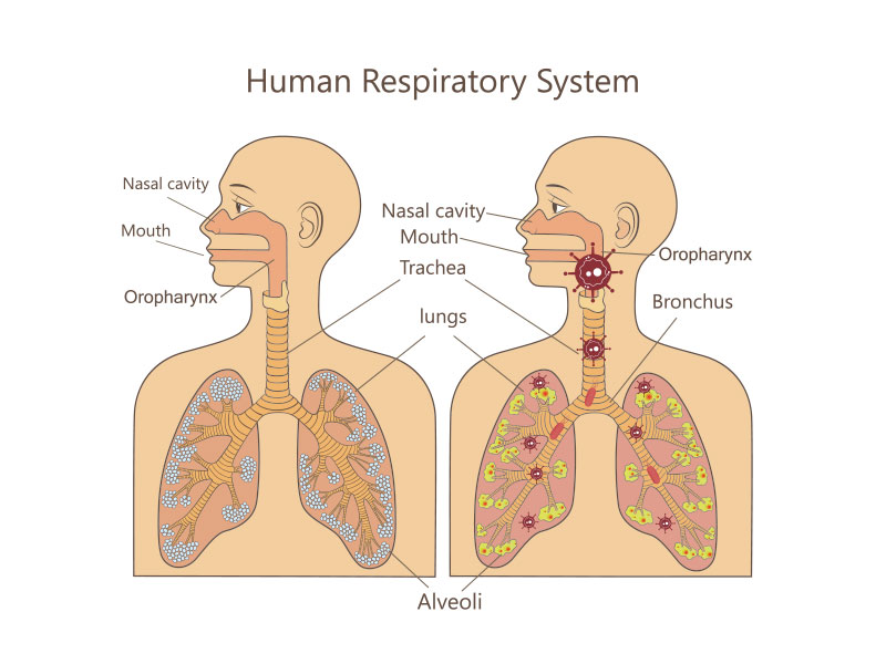 human respiratory system